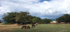 Islands – Vieques (hot), The Azores (warm), Iceland (cold).